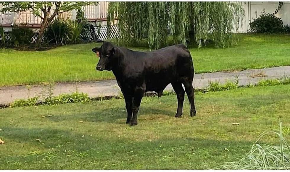 How Hard is it to Catch a Bull on the Loose in NY Over a Week
