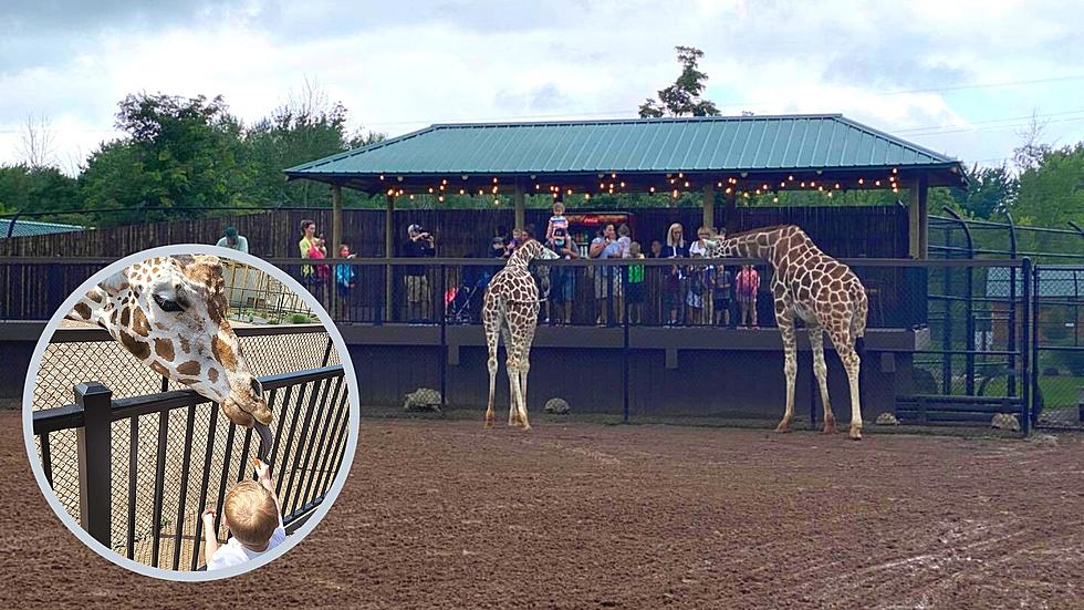 New and Improved Feeding Station Gets You Closer to Wild Animal Park Giraffes