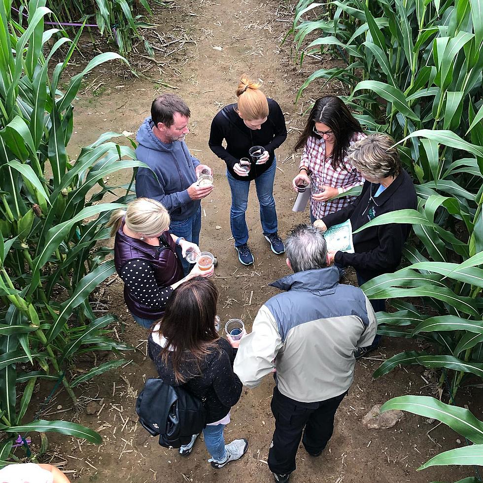 Find the Wine in 5 Acre Corn Maze Adventure for Adults Only