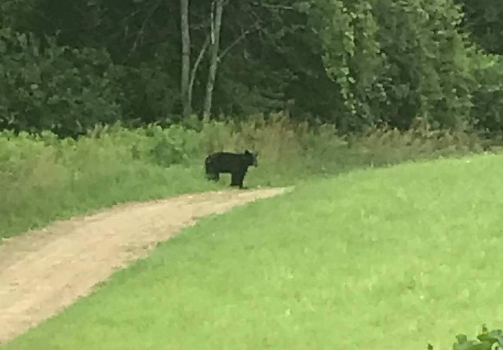 Beware of Bears! One Spotted Wandering in Madison Neighborhood