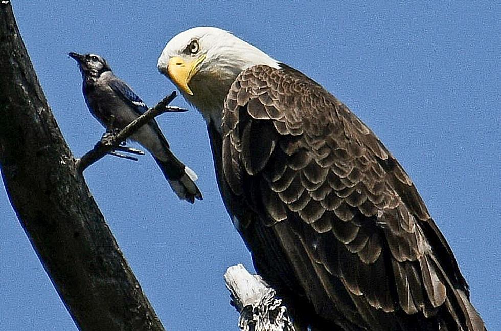 Annoying Blue Jay Taunts Eagle Making it See Red [See Humorous Photos