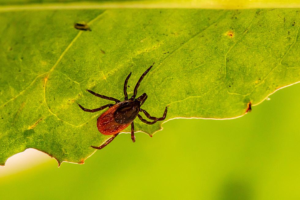 Cases of Rare Deadly Tickborne Disease Explode in Central New York