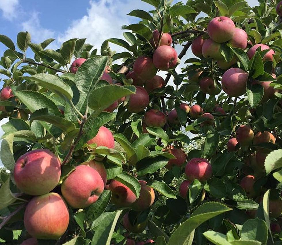 Apples- Mcintosh — Sun Orchard Apples