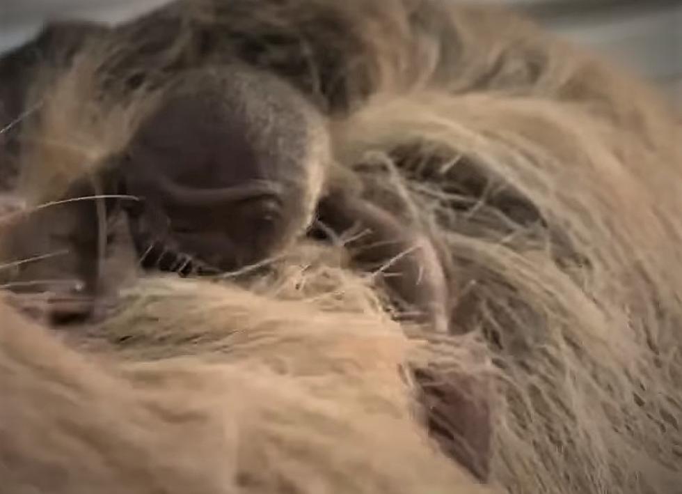 Unbelievably Cute Baby Sloth Born at New York Animal Park Makes First Noise