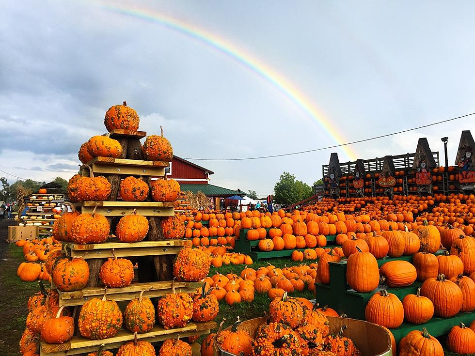 Pumpkin Farm in New York Named One of Best in the Country