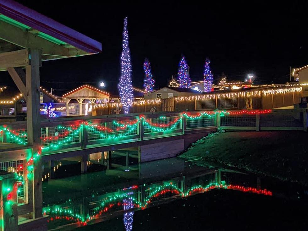 1 Million Christmas Lights Brighten the Jungle at NY Animal Park