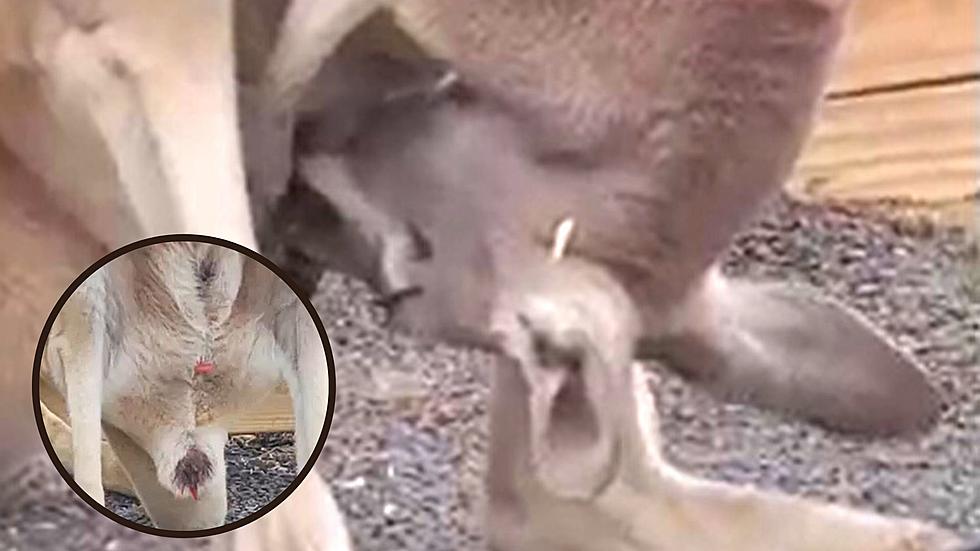 Kangaroo Gives Birth in Miracle Moment Caught on Camera 