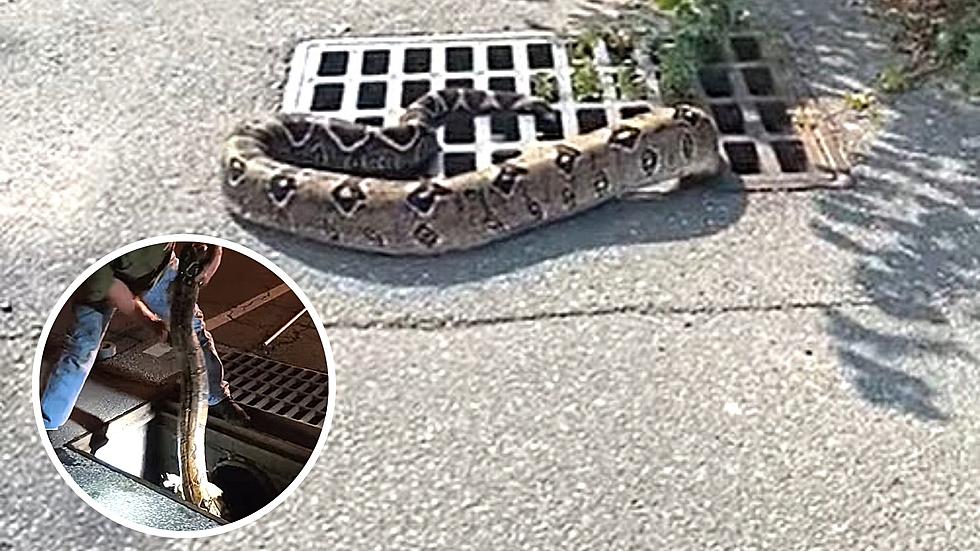 Animal Lover Rescues Boa Constrictor That Slithered Down NY Drain