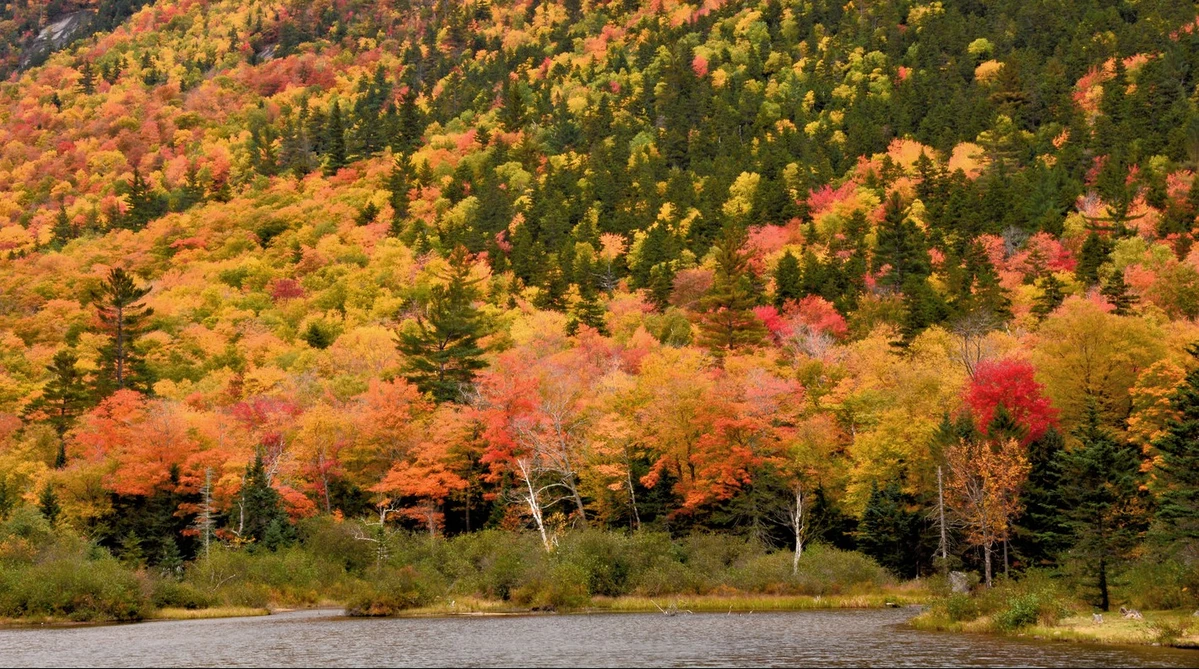2021 Fall Foliage Map To See Breathtaking Colors in New York