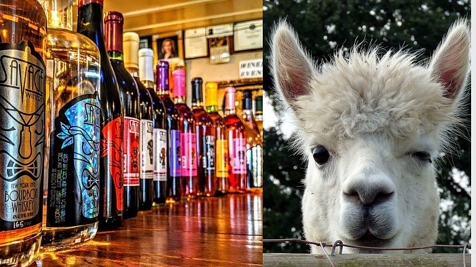 Chill And Enjoy Wine From NY Winery Doubling As An Alpaca Farm