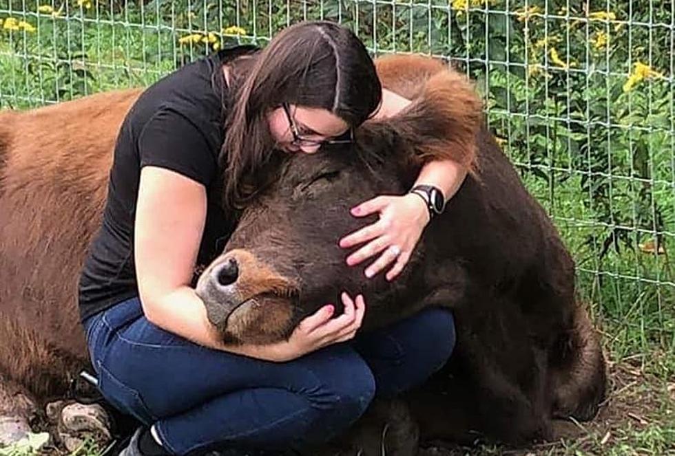 Find Your Inner Peace Cuddling Cows at New York Mountain Retreat