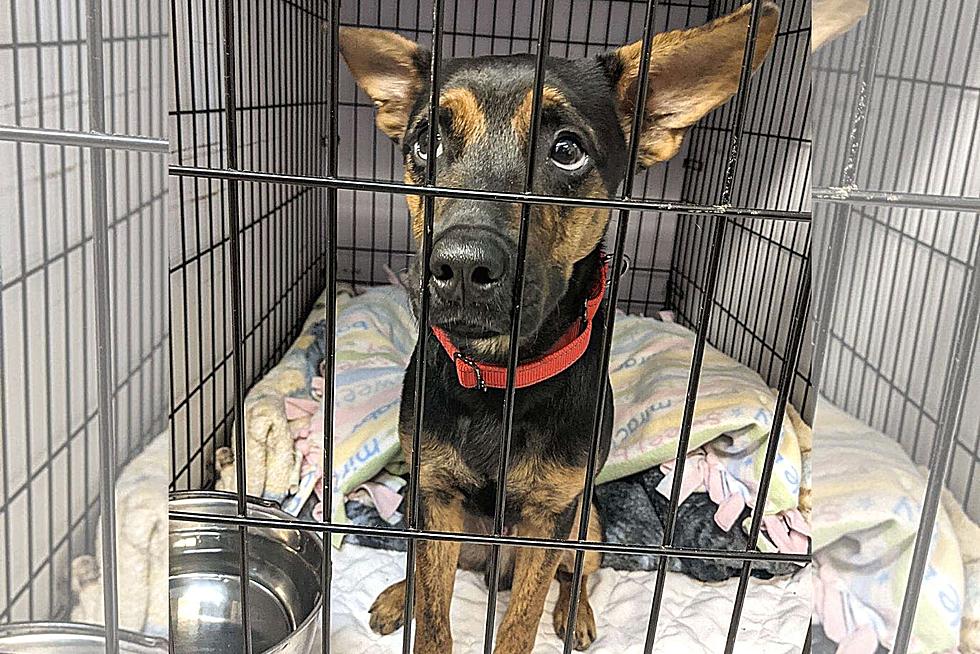 Good Samaritan Rescues Puppy Found in Fulton Tied to Shopping Cart