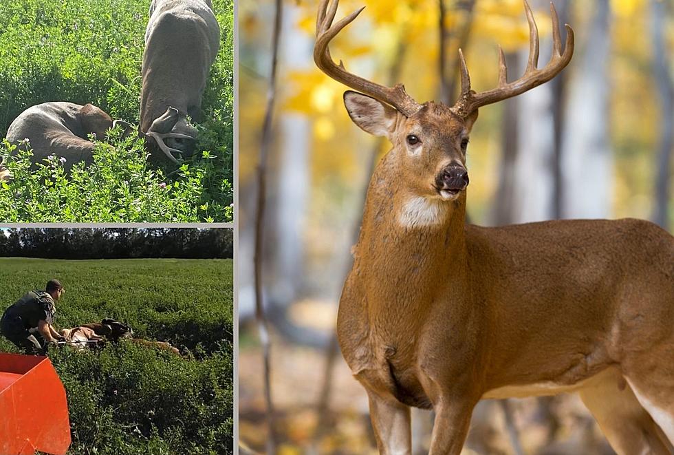 Bucks Get Antlers Attached, 2 NY Men Step In Bravely To Help