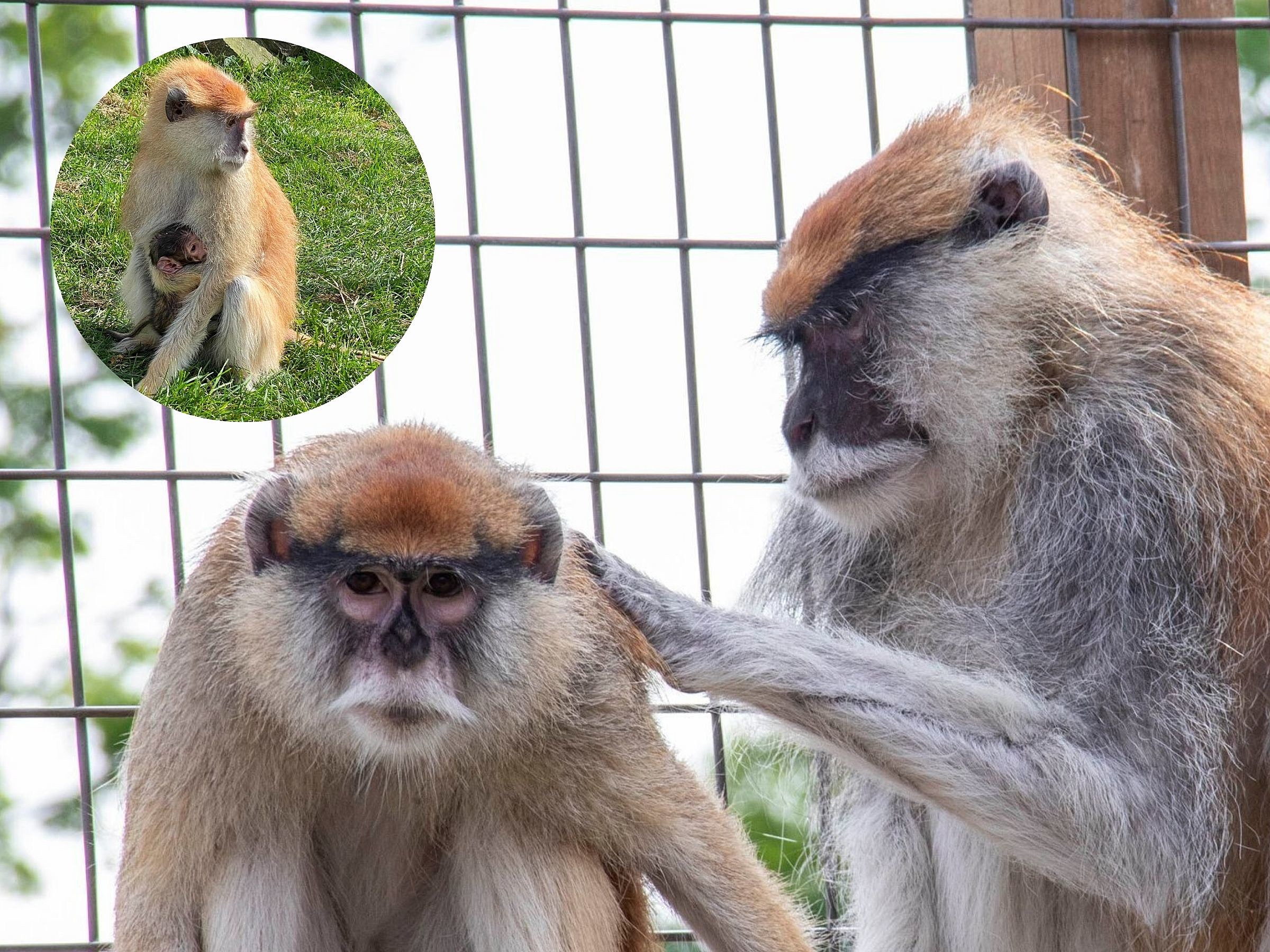 Animal Adventure Park Near Binghamton Welcomes Newborn Monkey