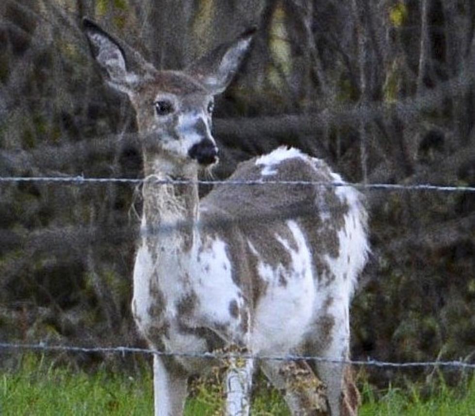 Don't Freak Out if You See These Unusually Colored Deer