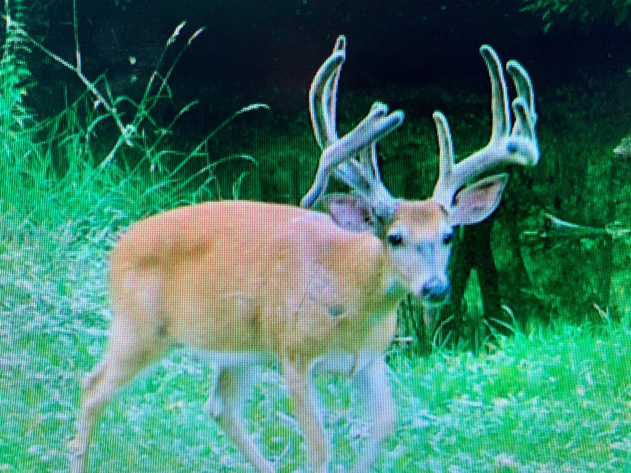 Hunter Breaks Not One, But 6 Laws Poaching a Deer in Upstate NY