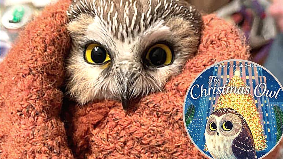 Rocky, the Famous Rockefeller Christmas Tree Owl Has His Own Book