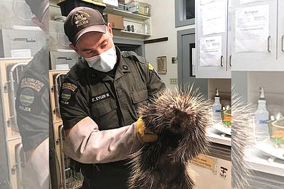 Injured Porcupine Saved And Being Nursed Back To Health In NY