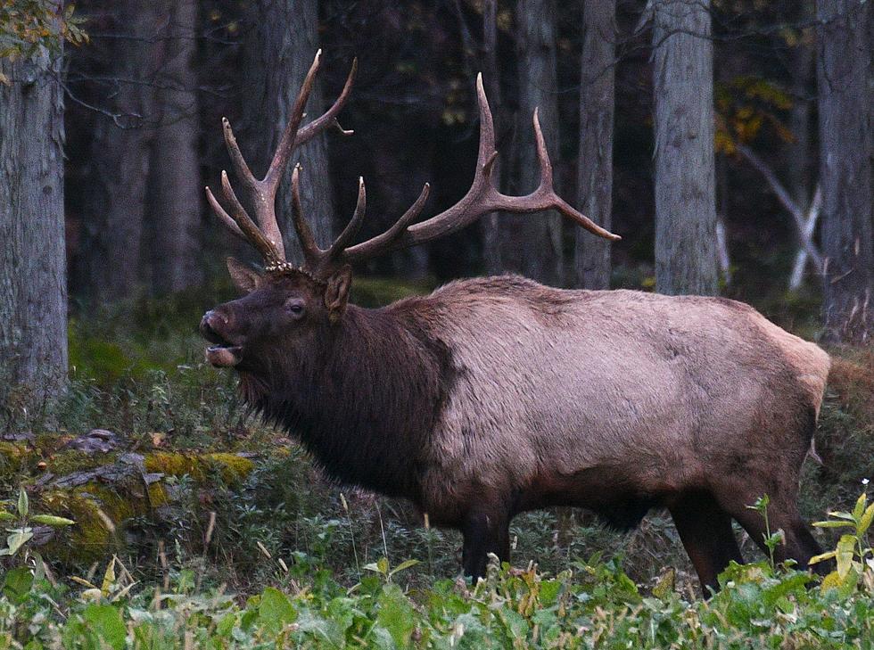 Look Elk Graze & Play in the Heart of Pennsylvania Elk Country 