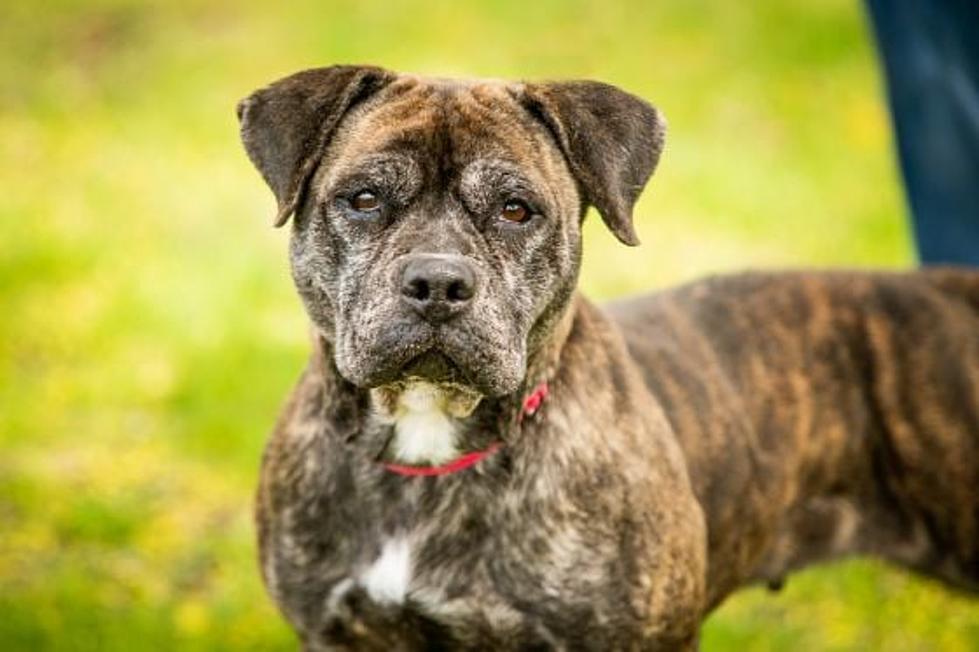 Betty White Dog Adopted After More Than a Year Returns to Shelter