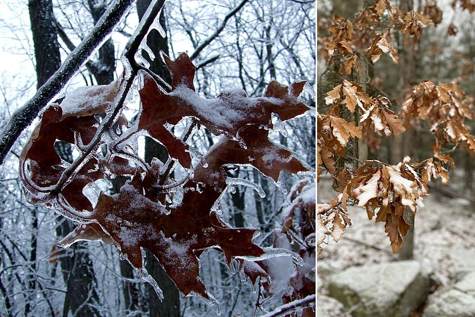 Some New York Trees Oddly Are Not Losing Their Leaves In Winter