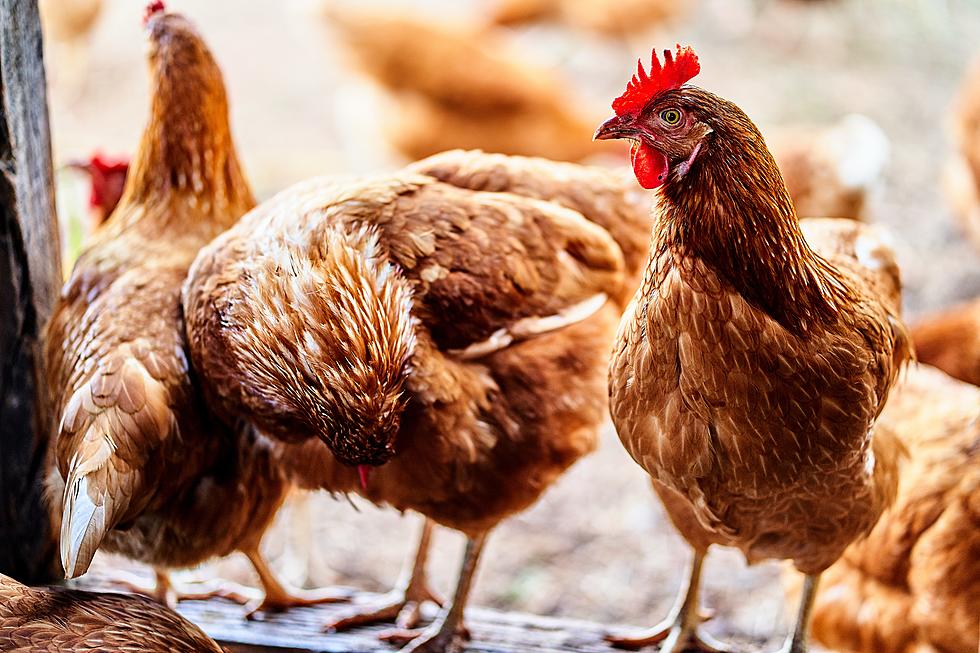 Protect Your Poultry; Health Experts Report Growing Number Of Bird Flu Cases