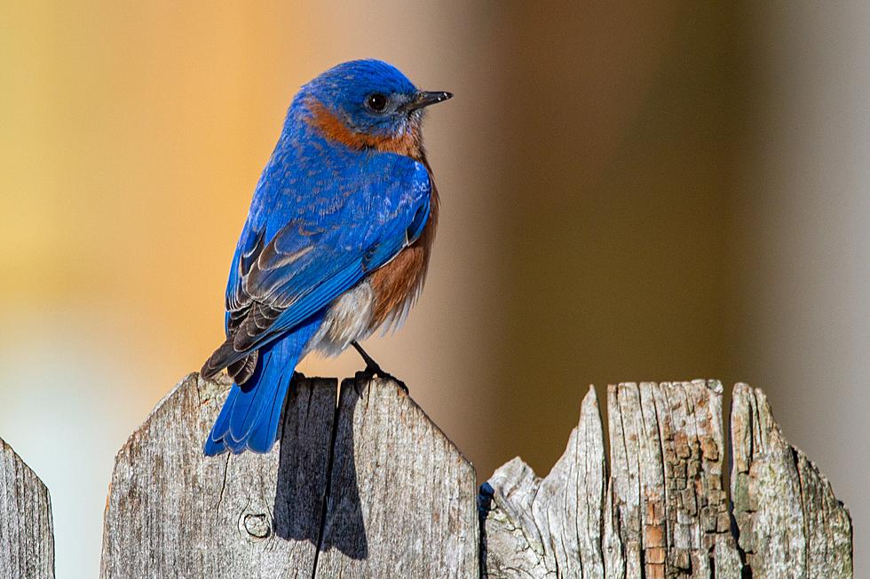 New York’s State Bird Is Not The Color You Think It Is