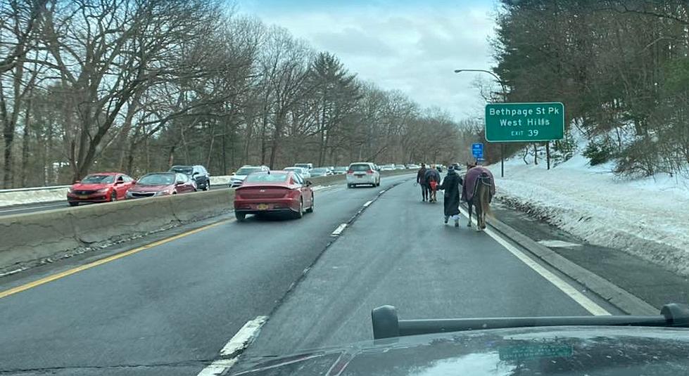 Hold Your Horses! Two on the Loose Stop Traffic on NYS Parkway