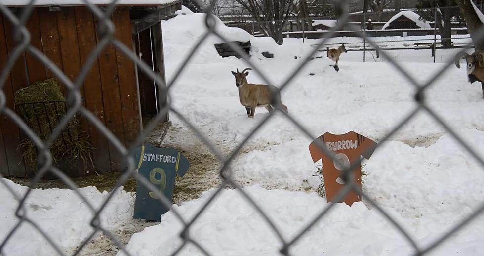 The Outcome Of Super Bowl 56 Is Being Predicted By Local Zoo Animals