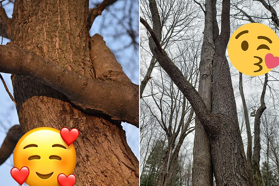 NY Trees Figured Out A Way To Share The Love For Valentines Day