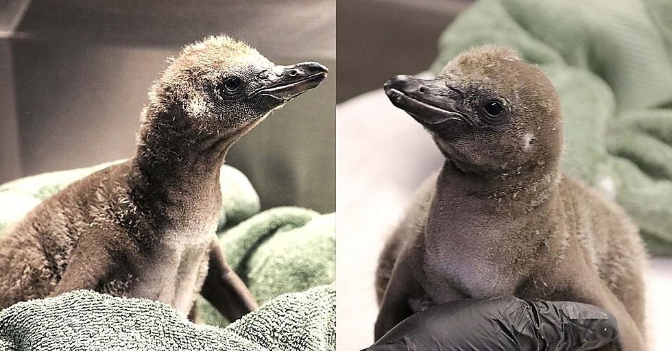 You Won't Believe It; Same-Sex Penguins Foster Chick At CNY Zoo