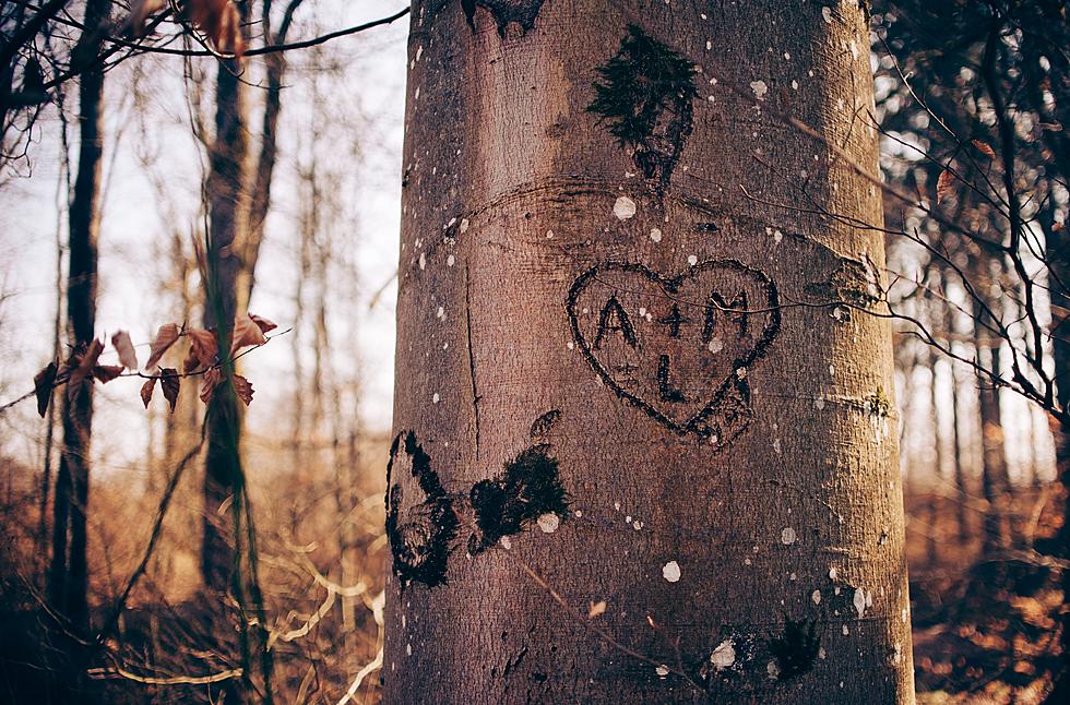 Carving Up NY Trees? You Might Not Realize The Harm It Causes