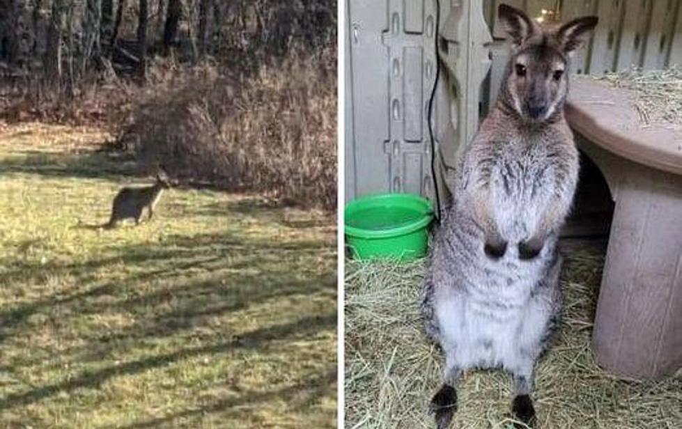 Rocko the Kangaroo On the Loose in NY After Escaping Animal Retreat