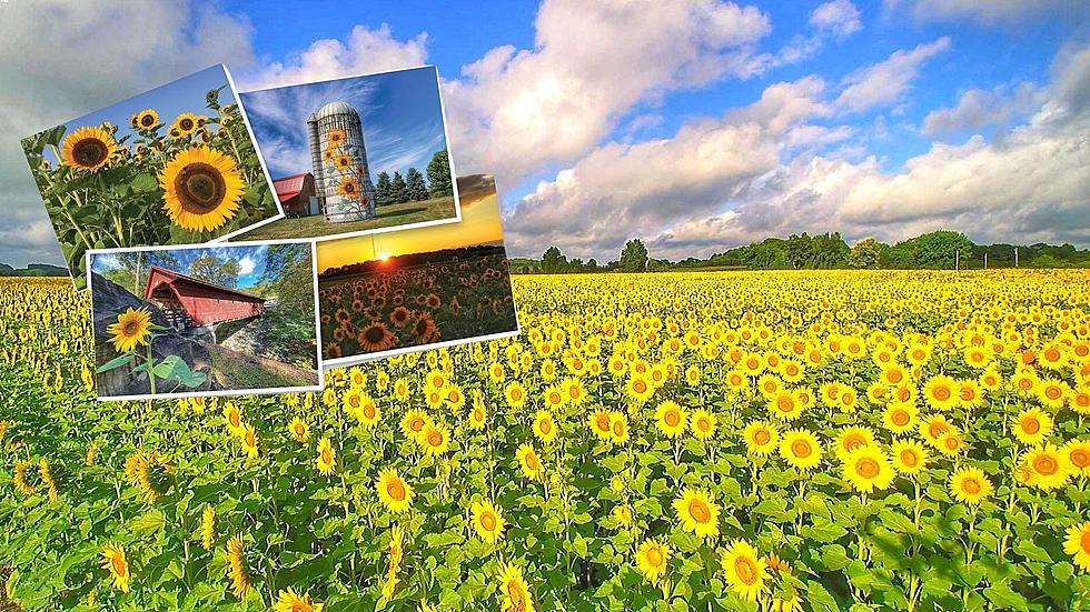 Send Encouragement on CNY 'Sunflowers for Ukraine' Postcards
