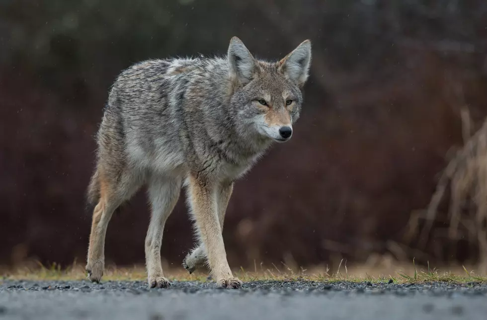 A coyote in British Columbia, Canada.