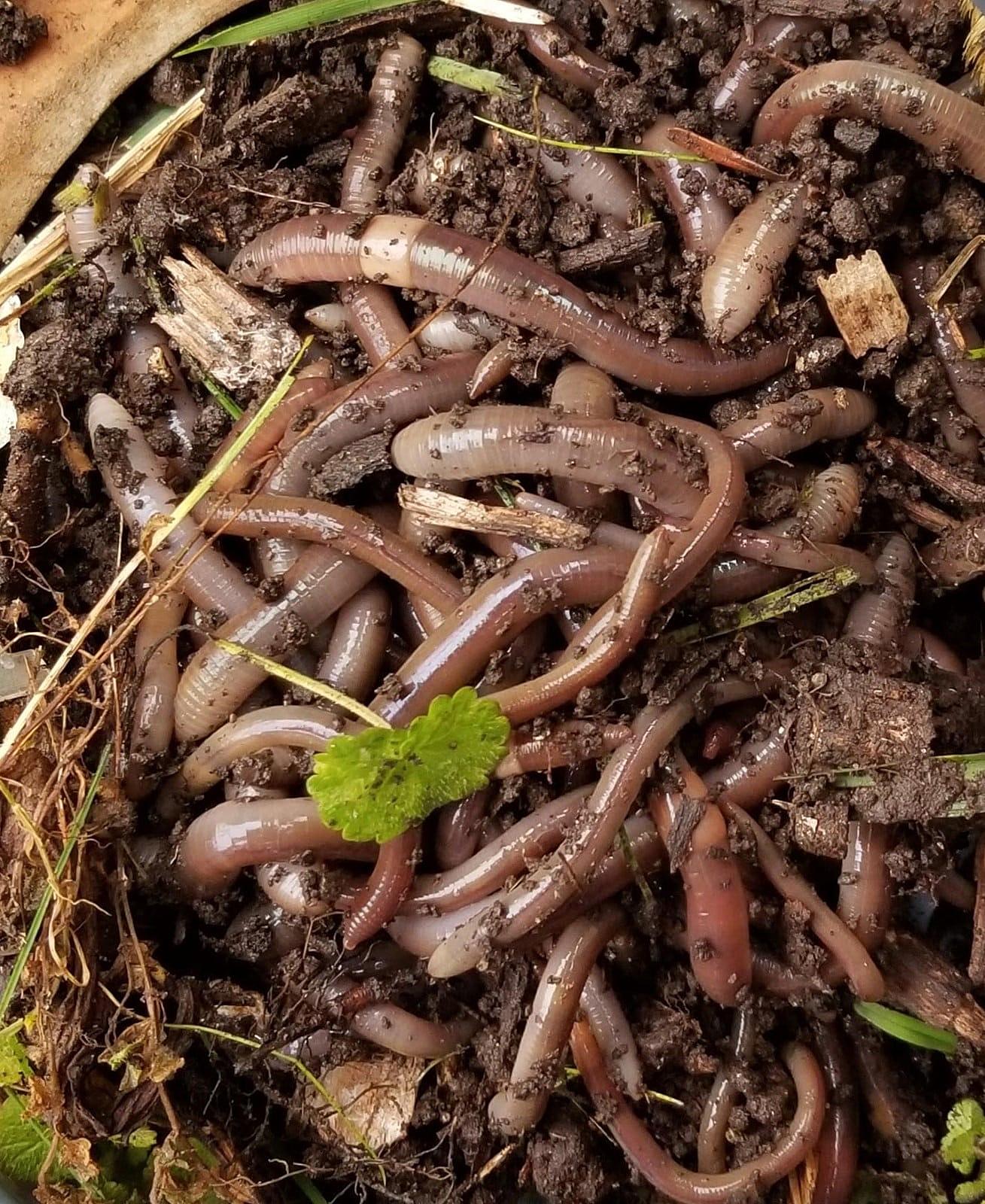 Can Hedgehogs Eat Earthworms? Discover the Surprising Answer!