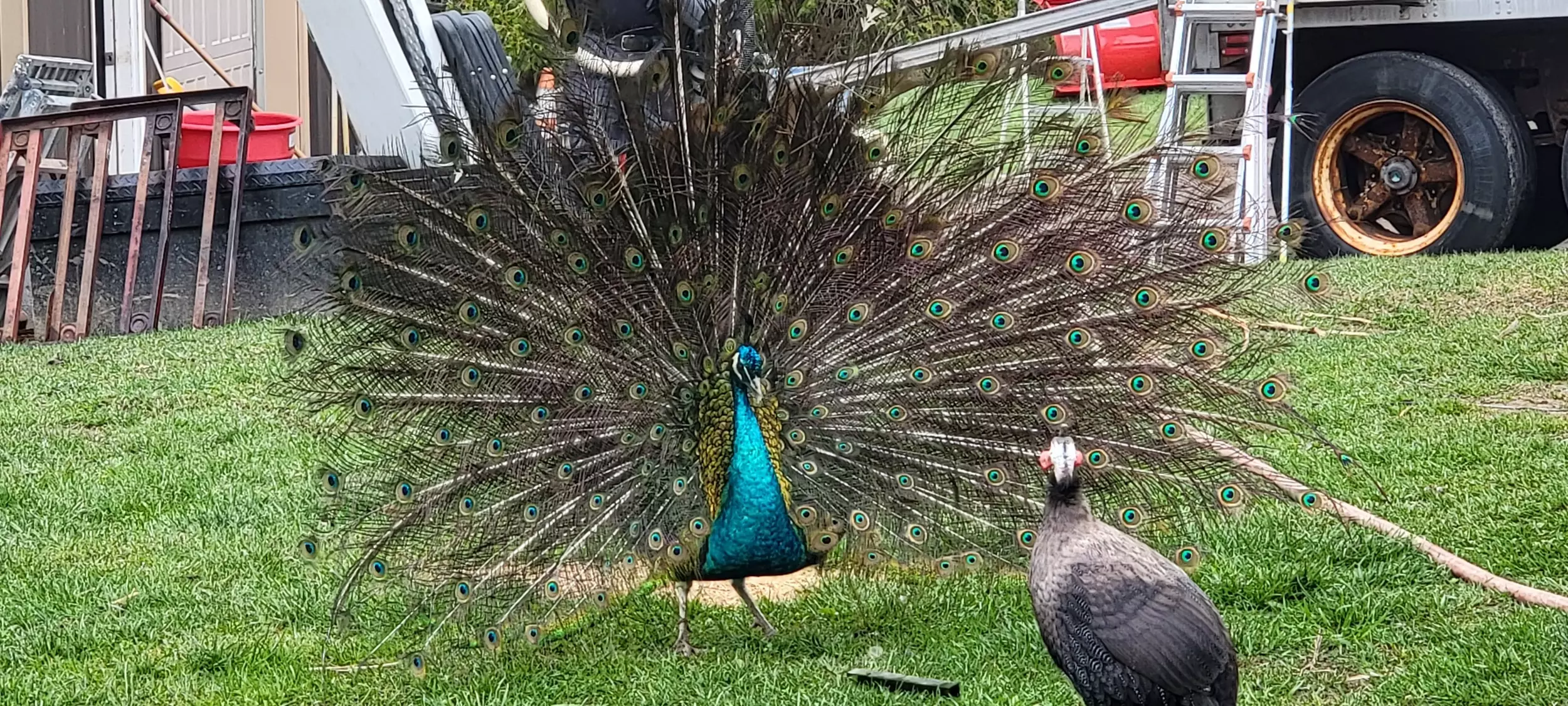 Peacock chega no Brasil ainda em 2022 (Rumor) - Hypando