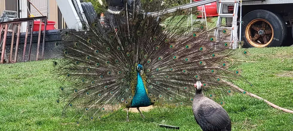 Someone Hit and Killed Kevin the Beloved Peacock in Rome