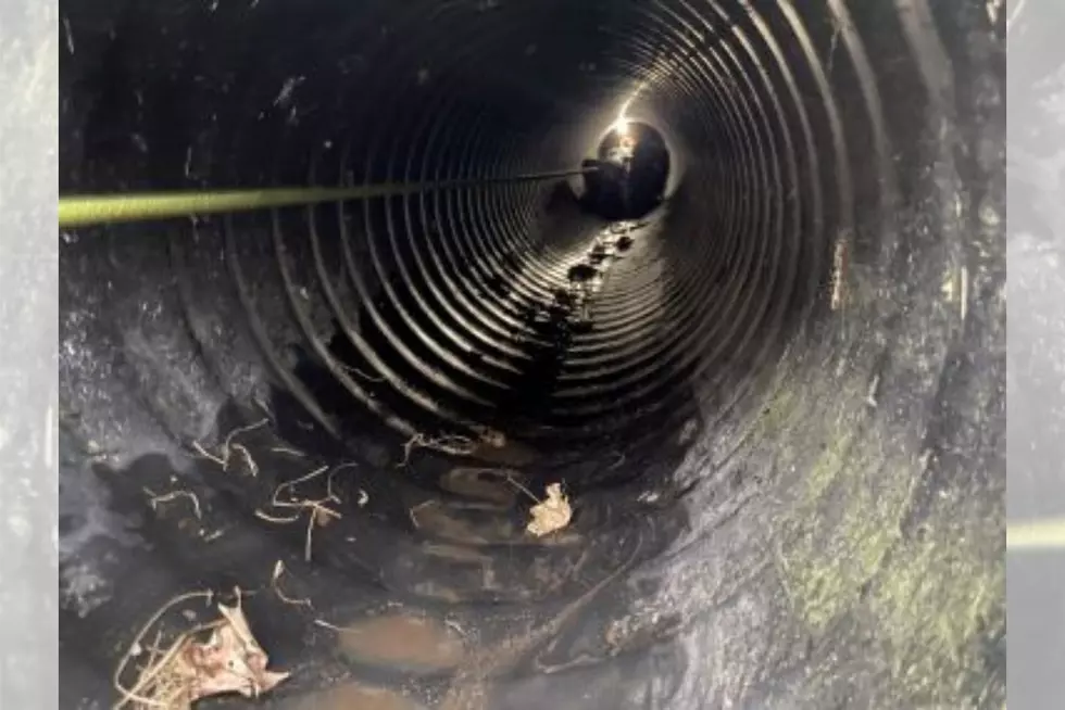New York Forest Rangers Unable To Save Dog Stuck In A Culvert Pipe