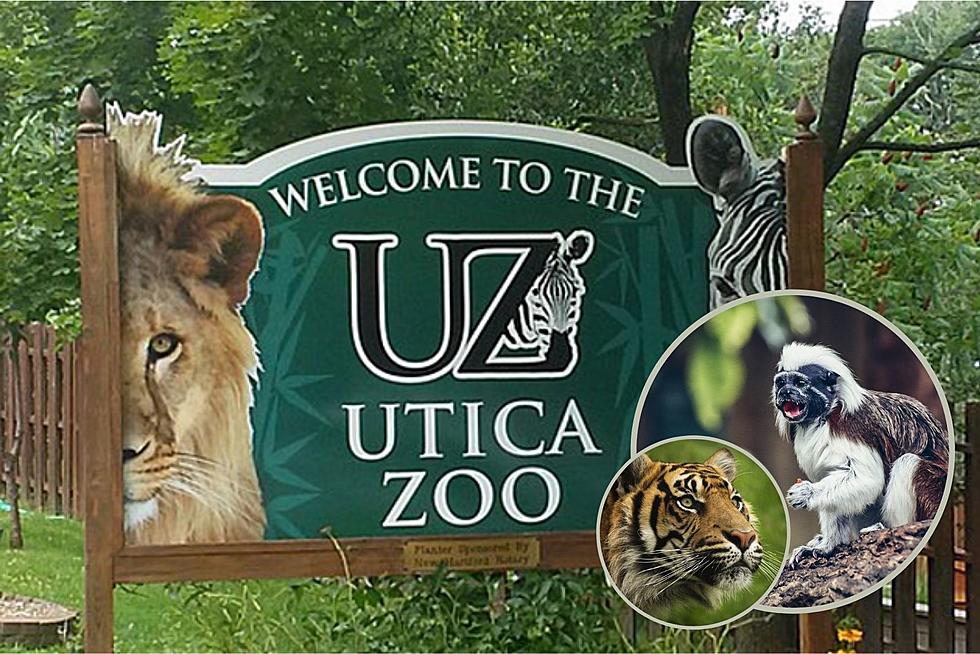 FREE, Fun-Filled Family Festival at Utica Zoo This Weekend