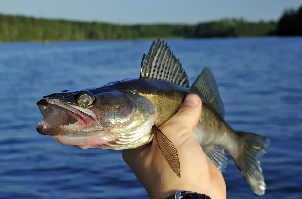 Walleye in hand