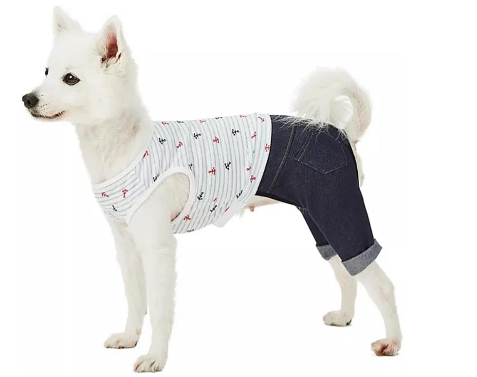 Is One NY City Really Mandating Pants for Pets to Cover Genitals