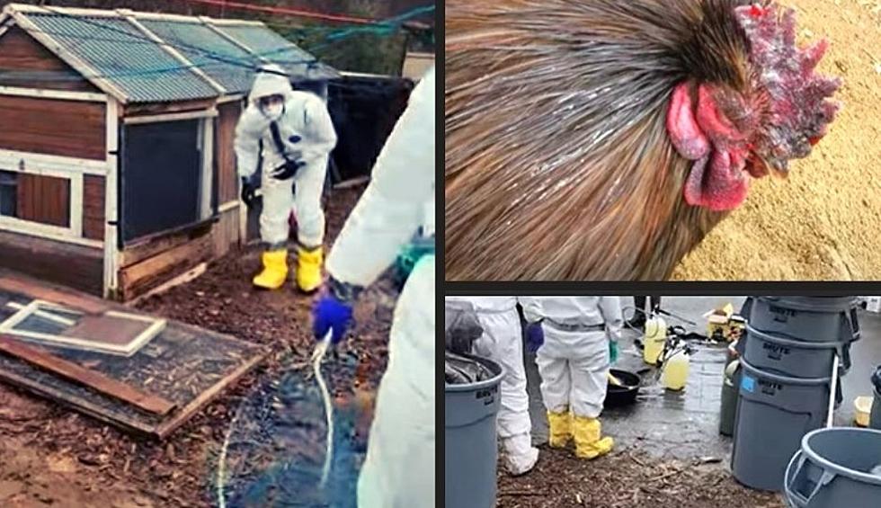 Deadly Bird Flu Hits First Upstate New York Farm, Entire Flock Eu
