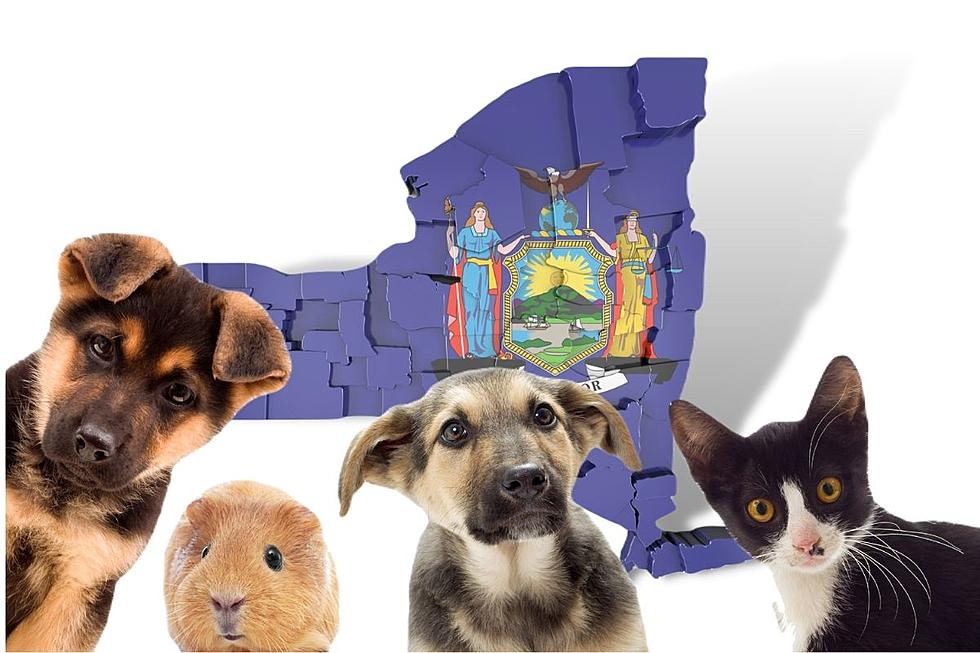 How Pet Friendly Is NY? Where We Rank Compared To The U.S.