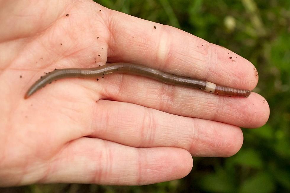 NY's Foolproof Way To Find Jumping Worms If They're In Your Yard