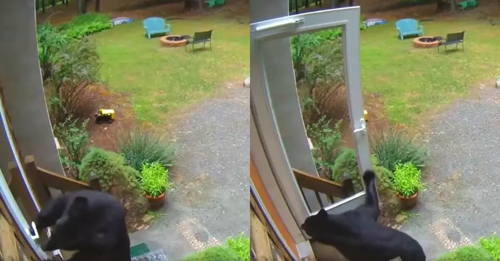 Incredible Video of Smart & Hungry Bear Opening Front Door