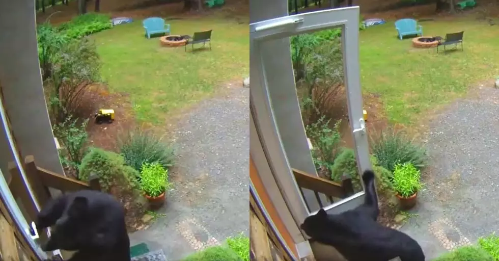 Incredible Video of Smart & Hungry Bear Opening Front Door in Search of Food