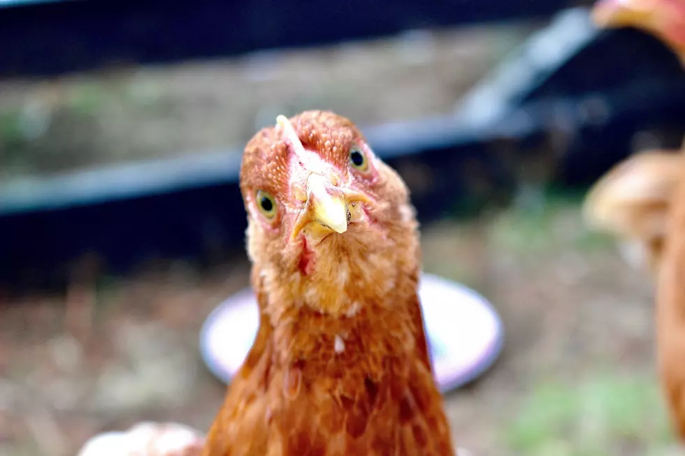 Holy Flock! Birds Back at New York State Fairs This Summer