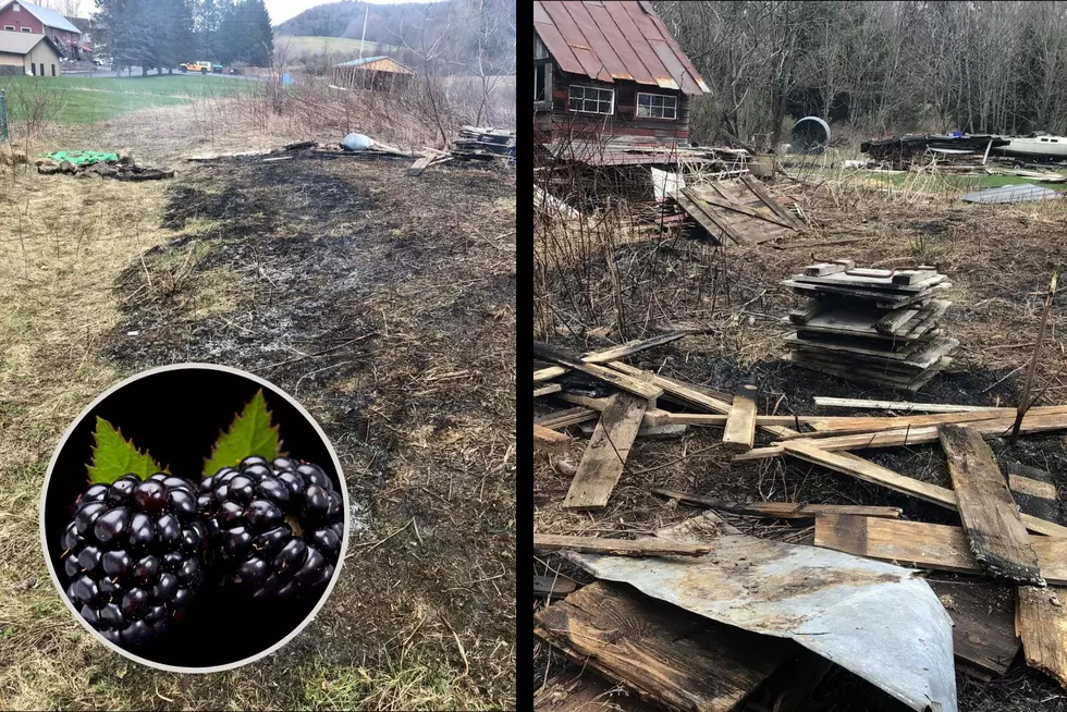 Oh Boy! Central New Yorker Breaks Brush Burn Ban Over Blackberries