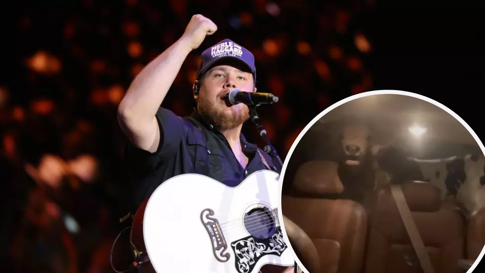 'Cow'aroke: Music Mooves CNY 4 Legged Luke Combs Fans to Sing Alo